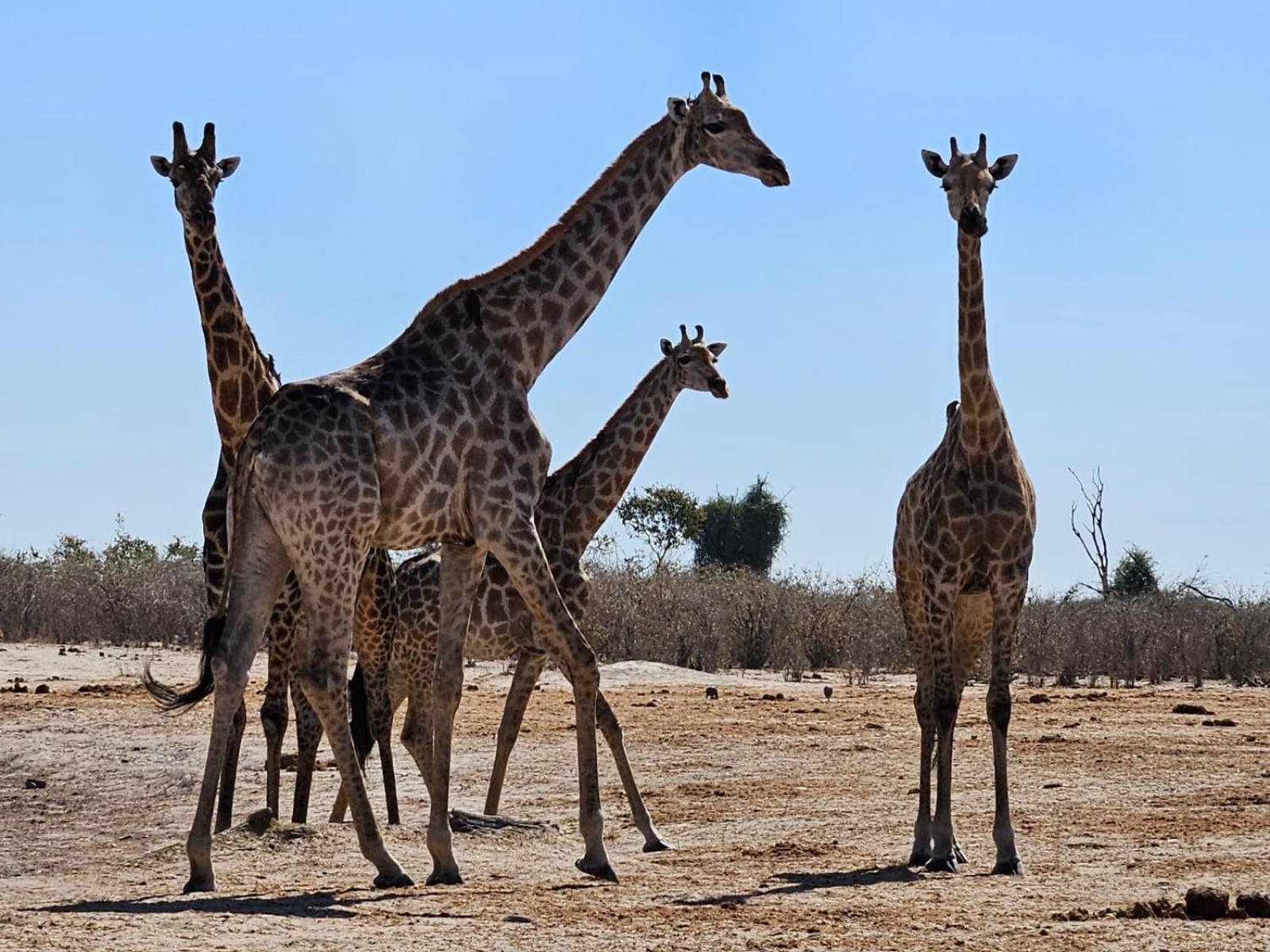 Xhabe Safari Lodge Chobe Muchenje Ngoại thất bức ảnh